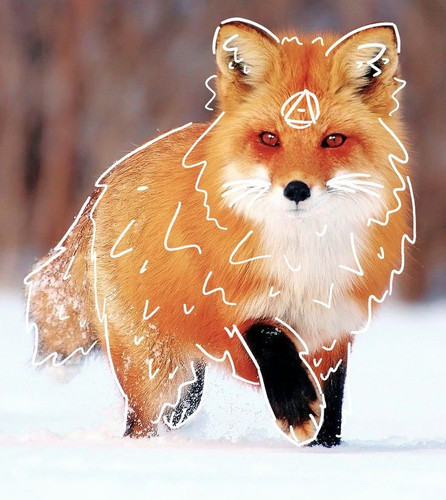 Red Fox <3.jpg