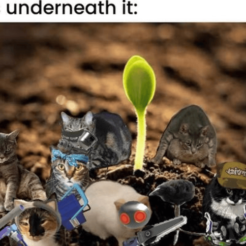 BugUndARocspl.png