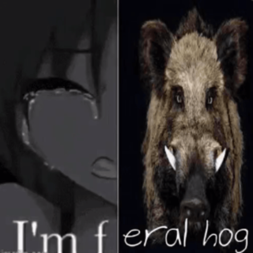 HogTuaspl.png
