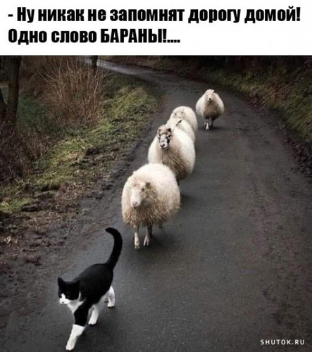 baran.jpg