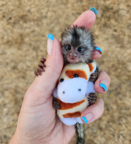 Monkey for sale..png
