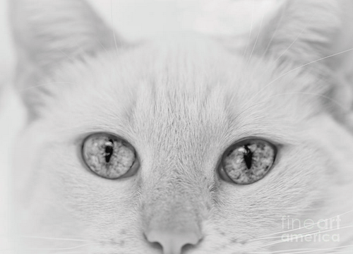 Cat.png
