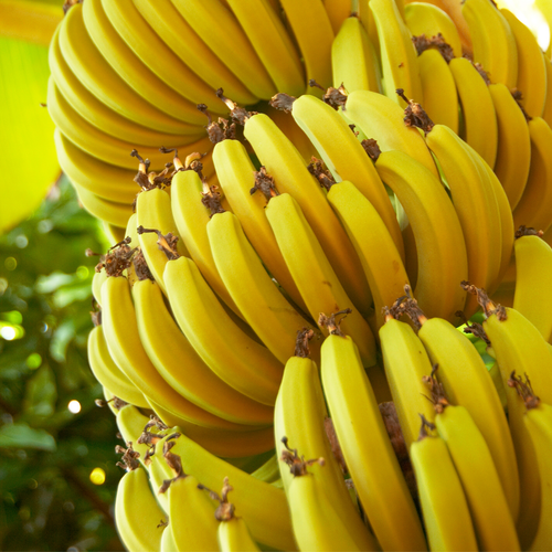 Banana Robusta 2.png