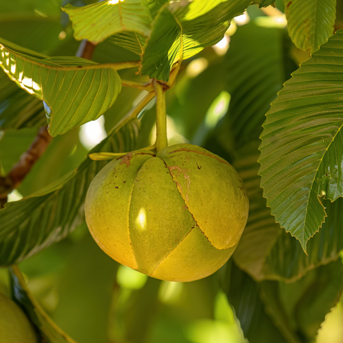 Elephant Apple 2.png