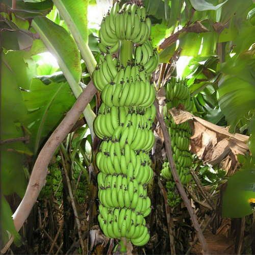 Banana Robusta 1.png