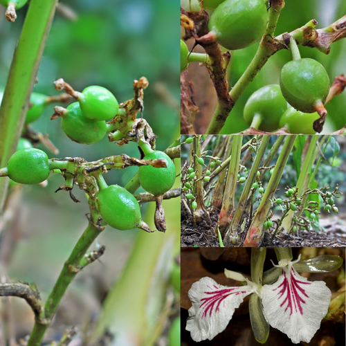 Cardamom 1.png