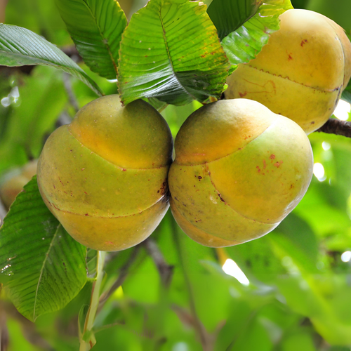 Elephant Apple 1.png