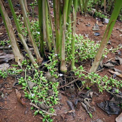 Cardamom 3.png