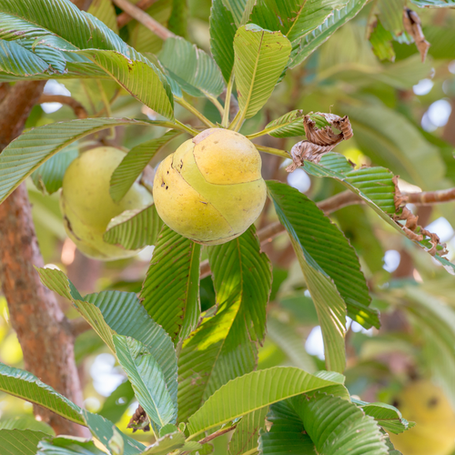 Elephant Apple 3.png