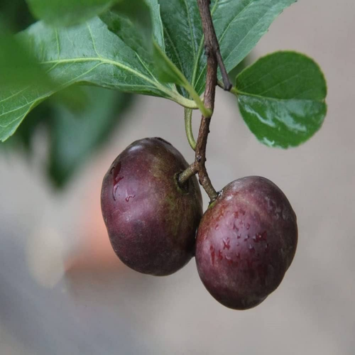 Manila Cherry Purple 3.png