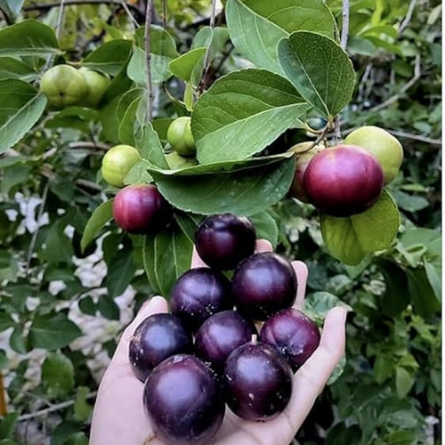 Manila Cherry Purple 1.png