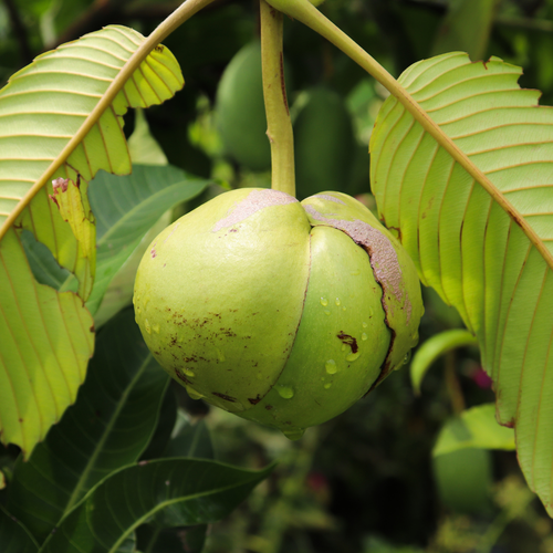 Elephant Apple 5.png
