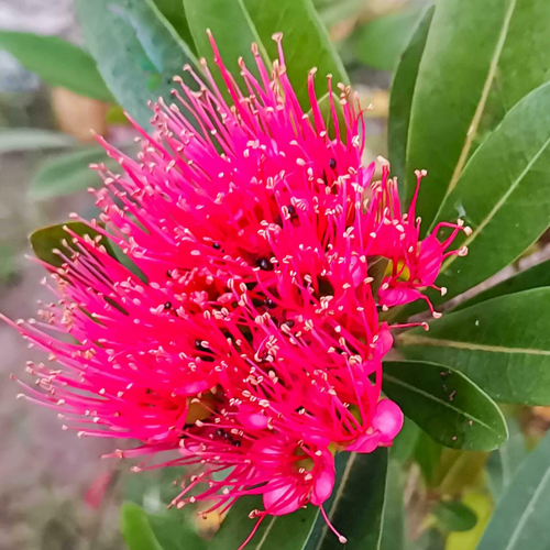 Rosida Pink 1.png