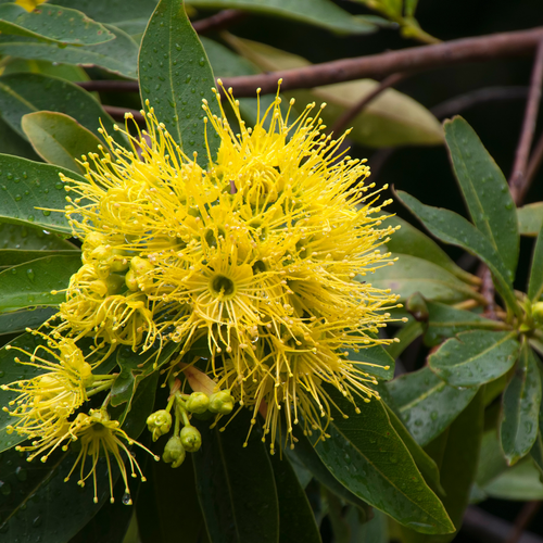 Rosida Yellow 3.png