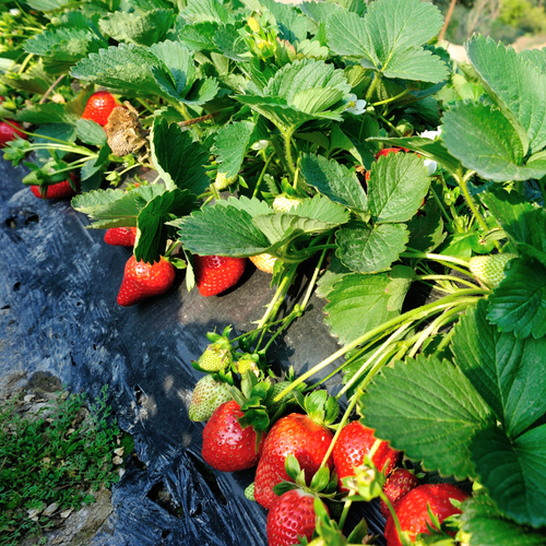 Strawberry Hybrid 5.png
