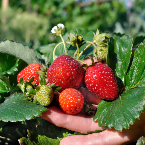Strawberry Hybrid 4.png