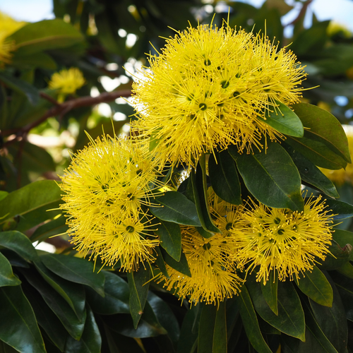 Rosida Yellow 1.png