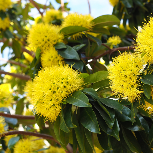 Rosida Yellow 2.png