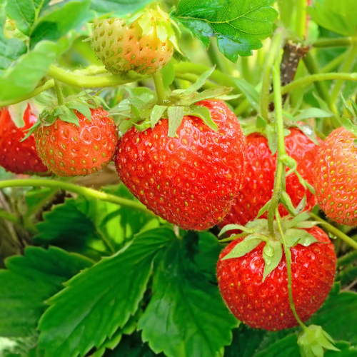 Strawberry Hybrid 2.png