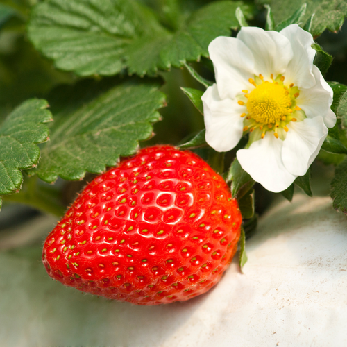 Strawberry Hybrid 1.png