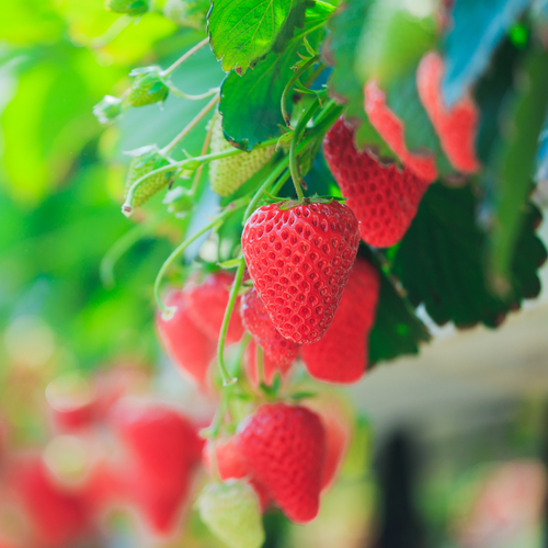 Strawberry Hybrid 3.png