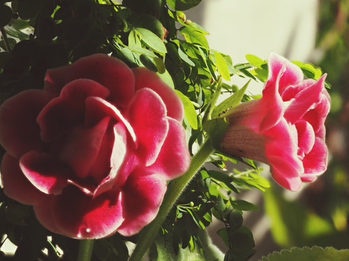 OLYMPUS DIGITAL CAMERA.jpg