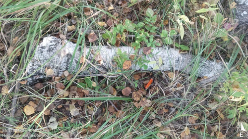 12 72° 101м 55.1484, 80.29062 (±3м) 19092024 082839.jpg