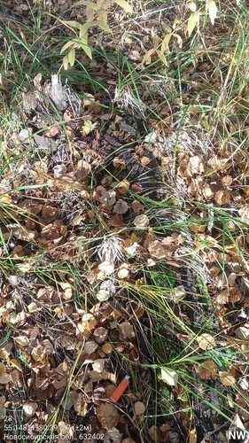 28 317° 99м 55.14811, 80.29107 (±2м) 19092024 084907.jpg