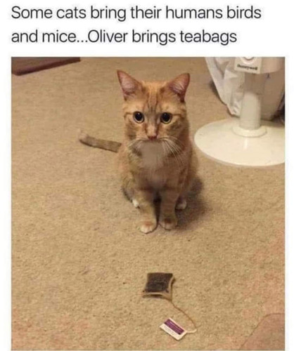 460165296 454243097645329 7073373483247841738 n.jpg