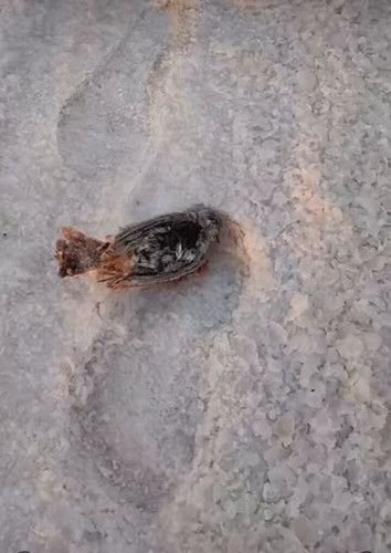 uY9OqdRf Pcjfcw5.jpg