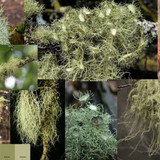 usnea