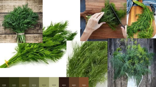 dill.jpg