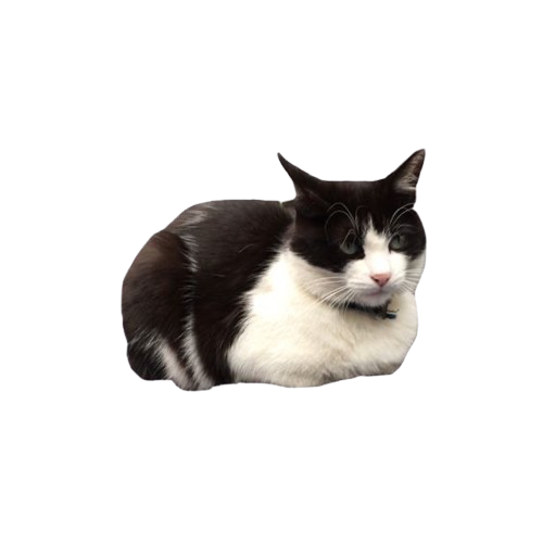image removebg preview 72.png