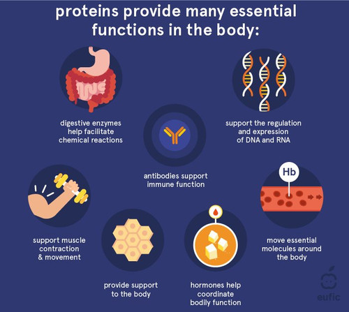 protein2466.jpg