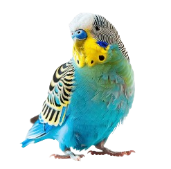 Screenshot 2024 09 08 184522 removebg preview.png