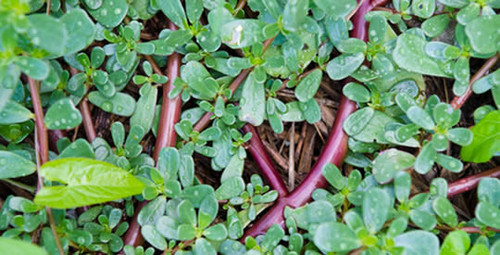 458505171 827227579522382 9149206521782420962 n.jpg? nc cat=105&ccb=1 7& nc sid=127cfc& nc ohc=a kW7.jpg