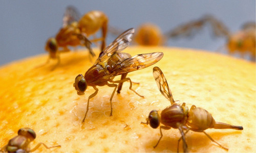fruitfly2401