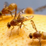 fruitfly2401