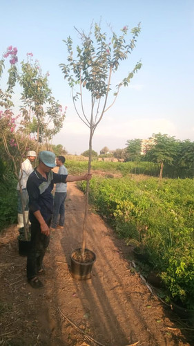 Lagerstromia 1 1.5 inch (2).jpg