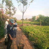 Lagerstromia 1 1.5 inch (2)