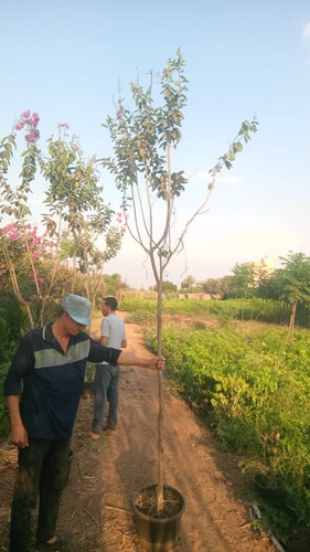 Lagerstromia 1 1.5 inch (3).jpg