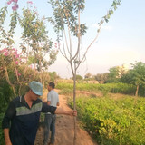 Lagerstromia 1 1.5 inch (3)