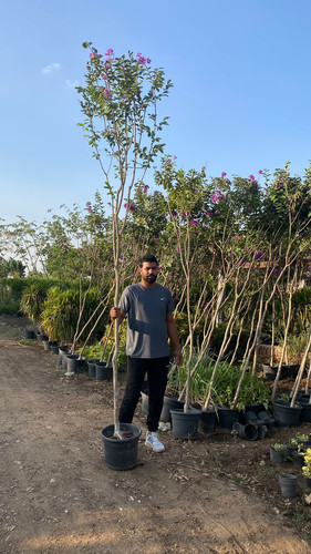 Lagerstromia 1.5 2 inch (2).jpg