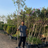 Lagerstromia 1.5 2 inch (2)