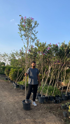 Lagerstromia 1.5 2 inch (1).jpg