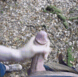 (m=ldpwiqacxtE Ai)(mh=NNumFkQ2z0SBybMJ)33331292b.gif