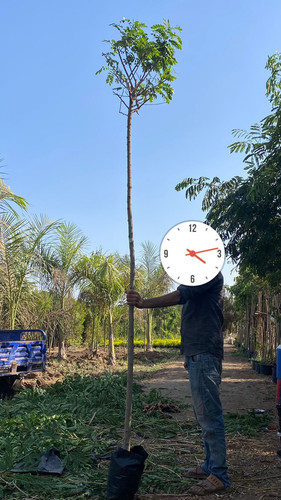 cassia galuca 1.5 2.jpg