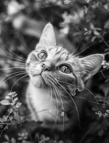 459039076 538983088627853 8975706004833866431 n.jpg