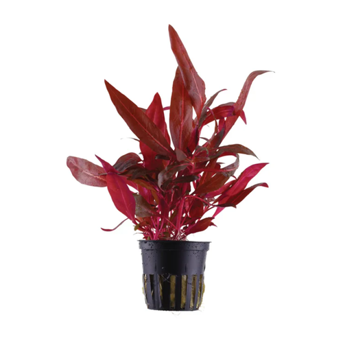 Alternanthera rosanervig.png