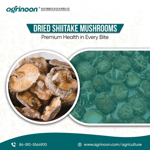 456282961 1011164244358098 4231619497457362285 n.jpg